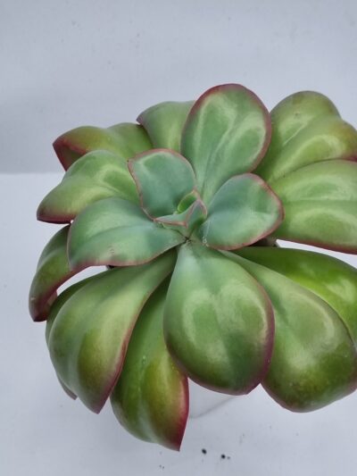 Echeveria Undulata D-12 см