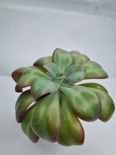 Echeveria Undulata D-12 см - Зображення 2