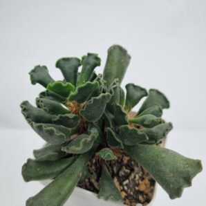 Adromischus cristatus