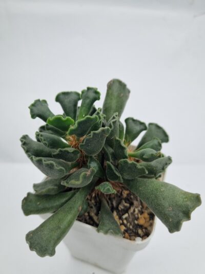Adromischus cristatus