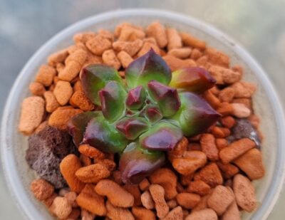 ECHEVERIA "RED LANTERN" - Зображення 2