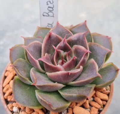 Echeveria "SANTA BARBARA" - Зображення 2