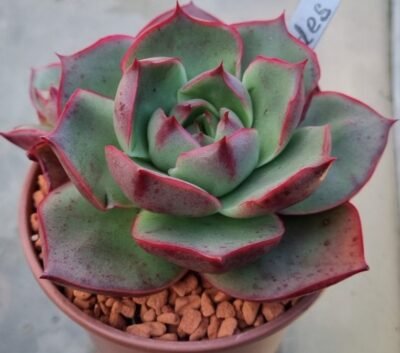 Echeveria "HADES" - Зображення 2