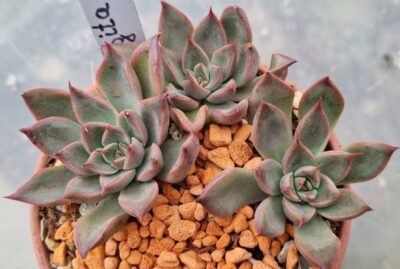 Echeveria "SAGITA" - Зображення 2