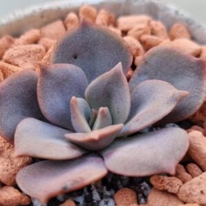 Echeveria "VANE"