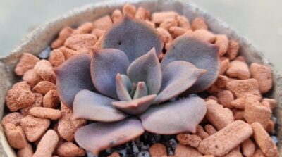 Echeveria "VANE"