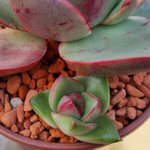 Echeveria "HADES"