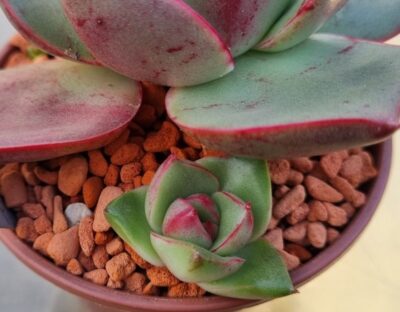 Echeveria "HADES"