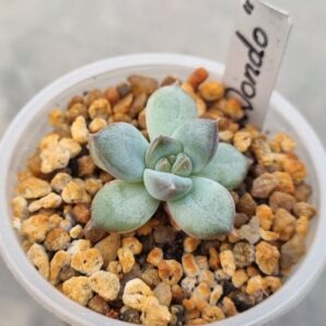 Echeveria "DONDO"