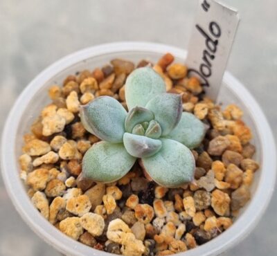 Echeveria "DONDO"