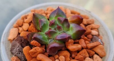ECHEVERIA "RED LANTERN" - Зображення 3
