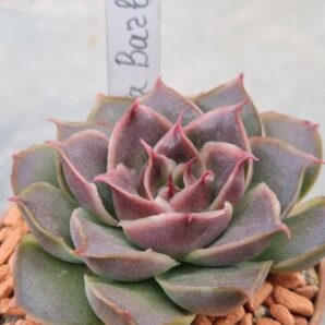 Echeveria "SANTA BARBARA"
