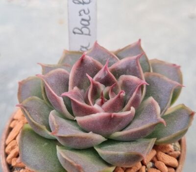 Echeveria "SANTA BARBARA"