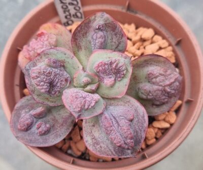 Echeveria "BARON BOLD" - Зображення 2