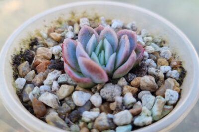 Echeveria elegans "Raspberry Ice" - Зображення 3