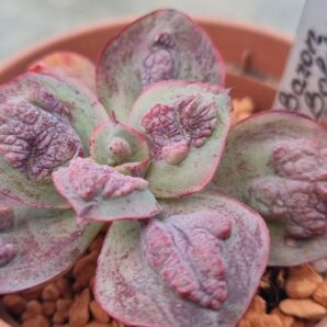Echeveria "BARON BOLD"