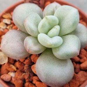 Echeveria "Bill Gates"