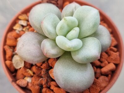 Echeveria "Bill Gates"