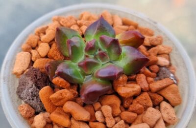 ECHEVERIA "RED LANTERN"