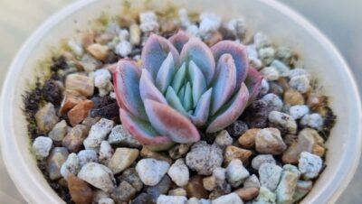 Echeveria elegans "Raspberry Ice"