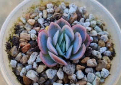 Echeveria elegans "Raspberry Ice" - Зображення 2
