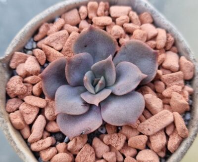 Echeveria "VANE" - Зображення 2