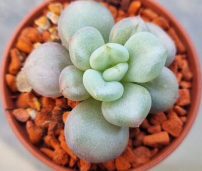 Echeveria "Bill Gates" - Зображення 2