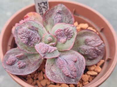 Echeveria "BARON BOLD" - Зображення 3