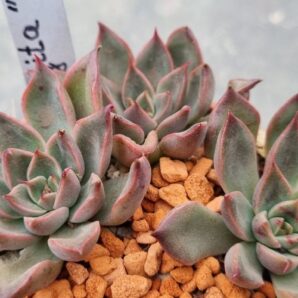 Echeveria "SAGITA"