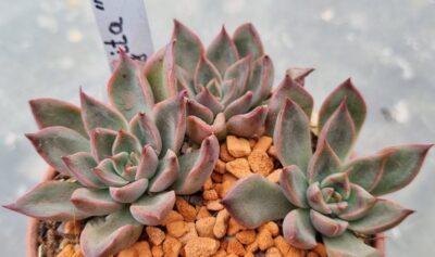 Echeveria "SAGITA"