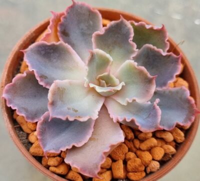 Echeveria "NEON BREAKERS" - Зображення 2