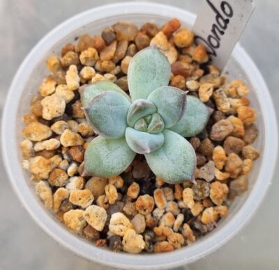 Echeveria "DONDO" - Зображення 2
