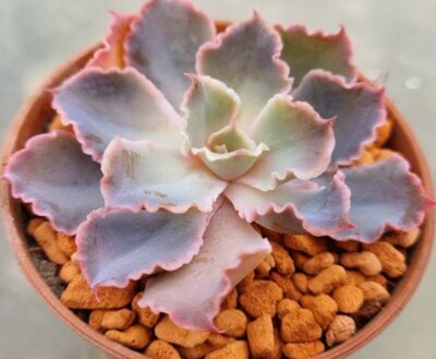 Echeveria "NEON BREAKERS"