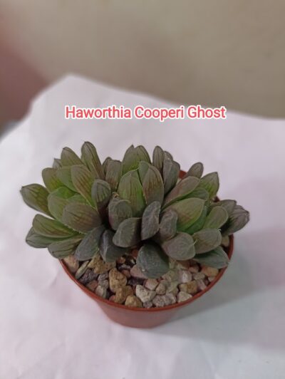 Haworthia Cooperi Ghost 1 голова - Зображення 2