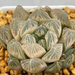 Haworthia Cooperi Ghost 1 голова