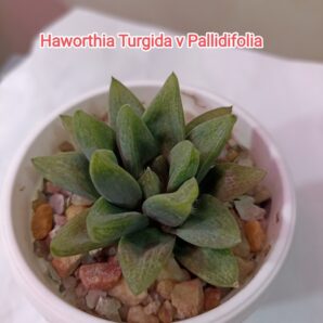Haworthia Turgida v Pallidifolia