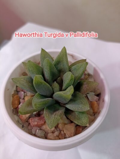 Haworthia Turgida v Pallidifolia