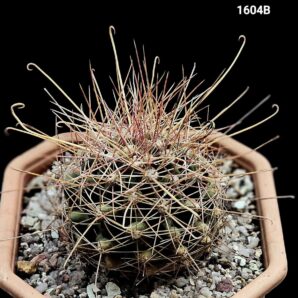 Hamatocactus hamatacanthus (12x12)-1604B