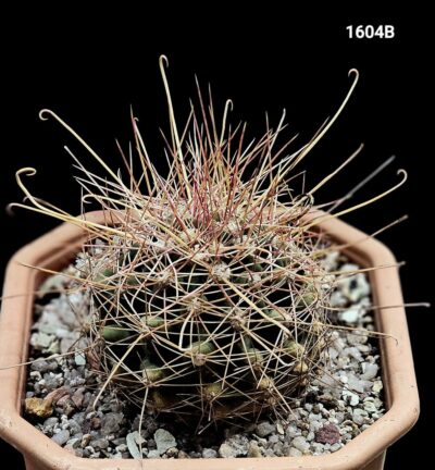 Hamatocactus hamatacanthus (12x12)-1604B