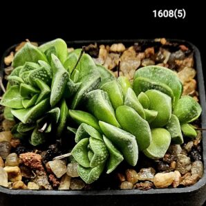 Crassula hybrid `Dorothy` (5х5)-1608(5)