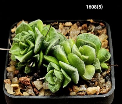 Crassula hybrid `Dorothy` (5х5)-1608(5)