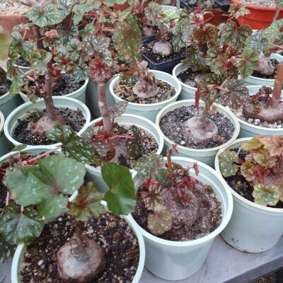 Begonia dregei - Зображення 2