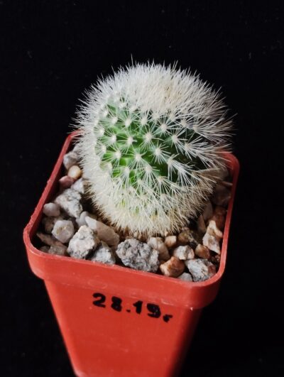 Mammillaria spinosissima.