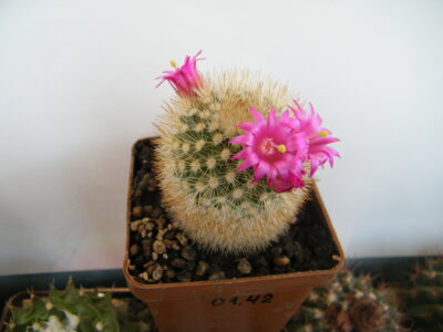 Mammillaria spinosissima. - Зображення 2
