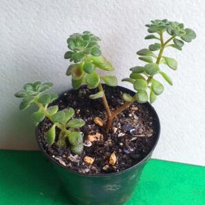 Aeonium sp. mini