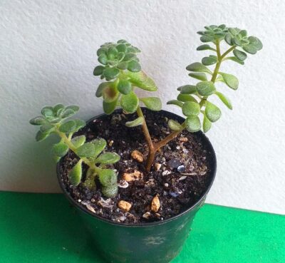 Aeonium sp. mini
