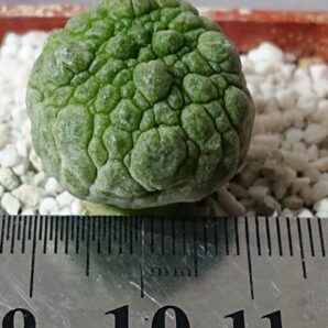 Pseudolithos eylensis 2