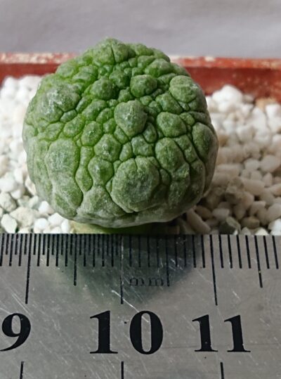 Pseudolithos eylensis 2