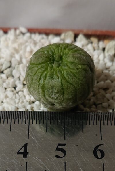Pseudolithos eylensis 2 - Зображення 2
