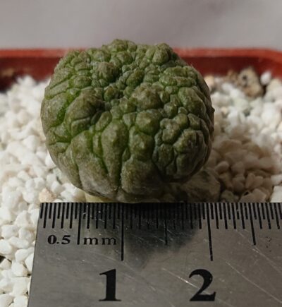 Pseudolithos eylensis 2 - Зображення 3